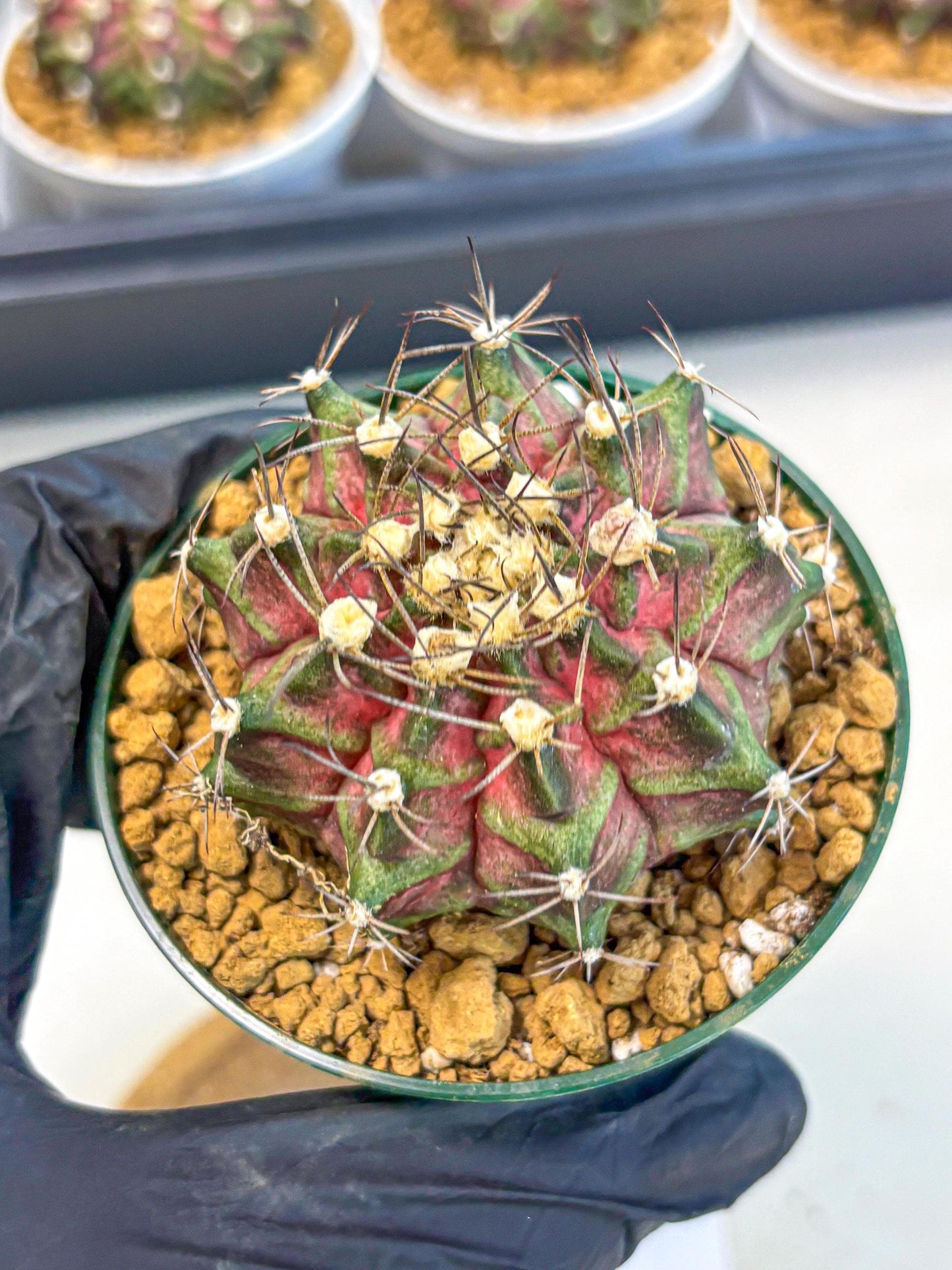 Gymnocalycium T-Rex (gy10) (g7) | Variegated Cactus