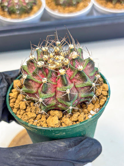 Gymnocalycium T-Rex (gy10) (g7) | Variegated Cactus