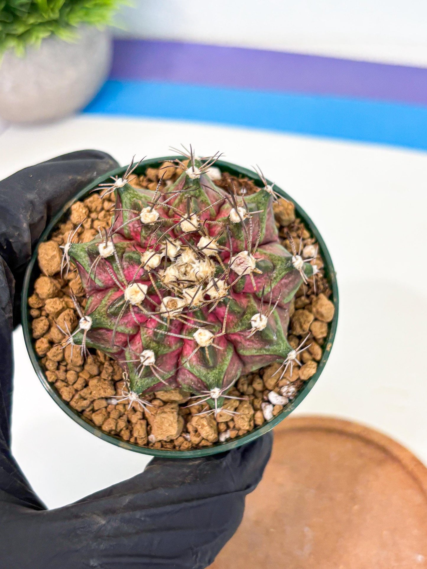 Gymnocalycium T-Rex (gy10) (g7) | Variegated Cactus