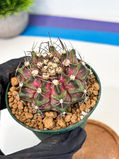 Gymnocalycium T-Rex (gy10) (g7) | Variegated Cactus
