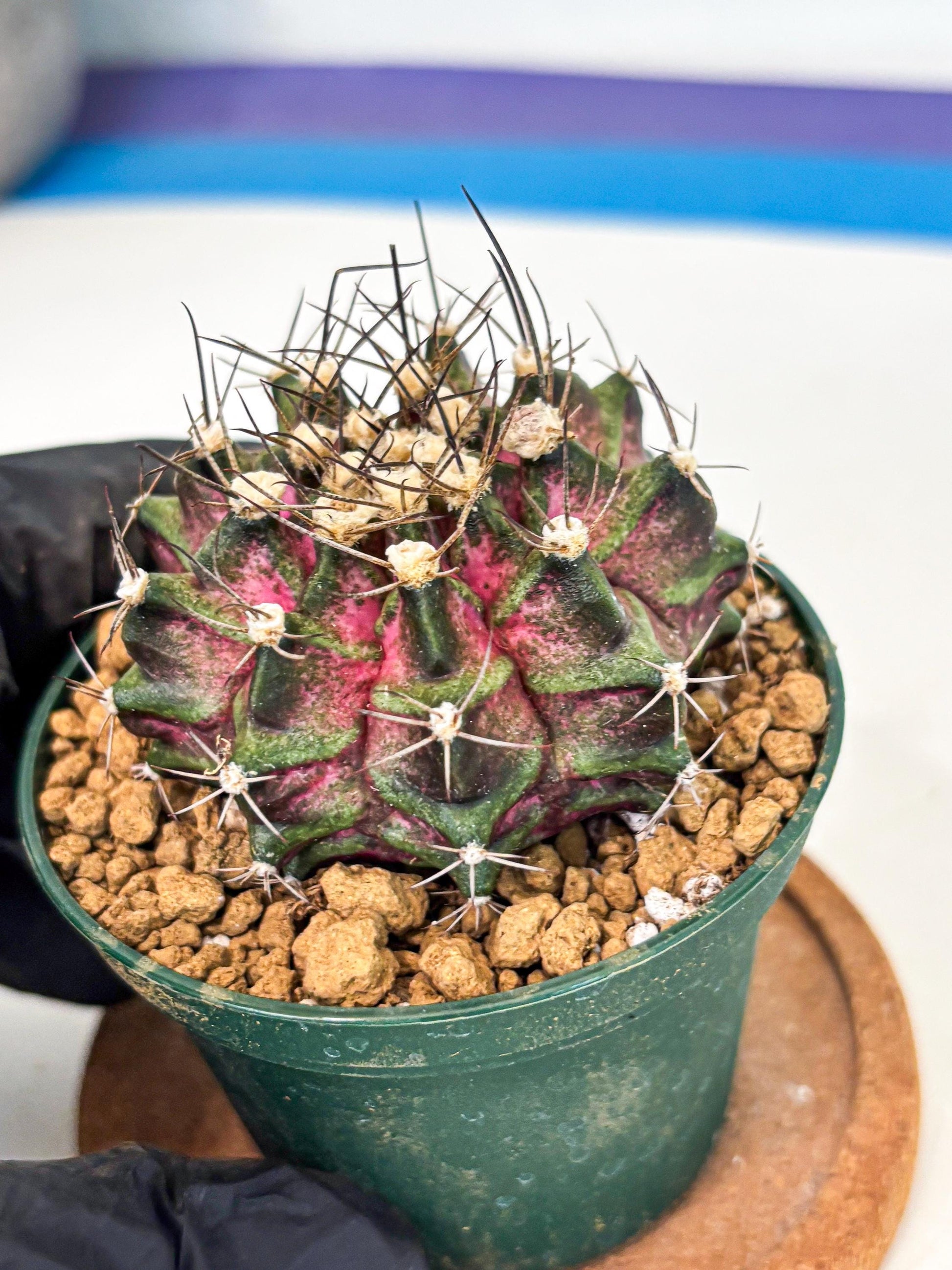 Gymnocalycium T-Rex (gy10) (g7) | Variegated Cactus