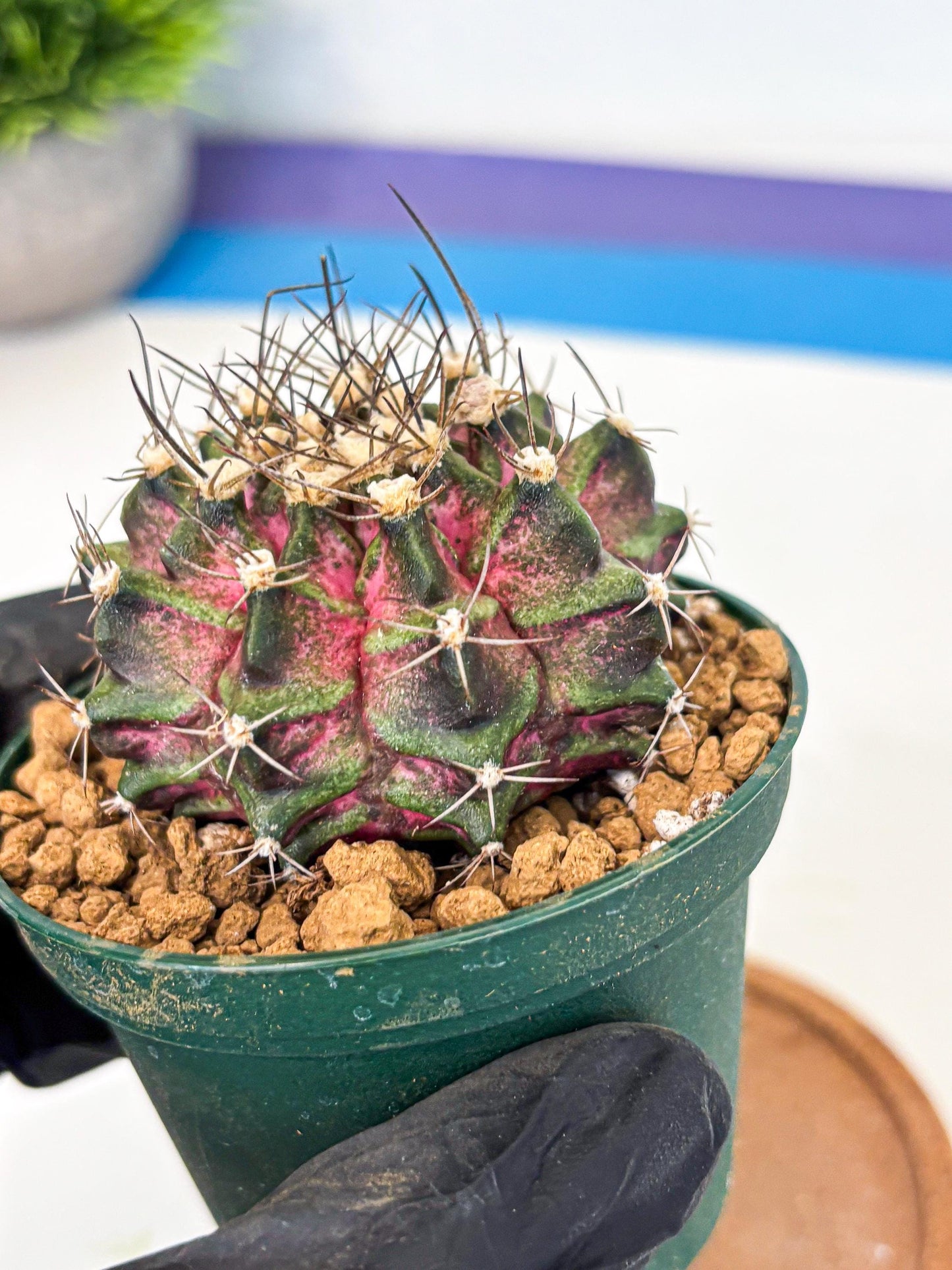 Gymnocalycium T-Rex (gy10) (g7) | Variegated Cactus