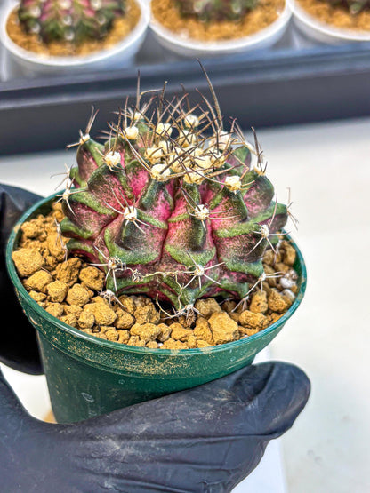Gymnocalycium T-Rex (gy10) (g7) | Variegated Cactus