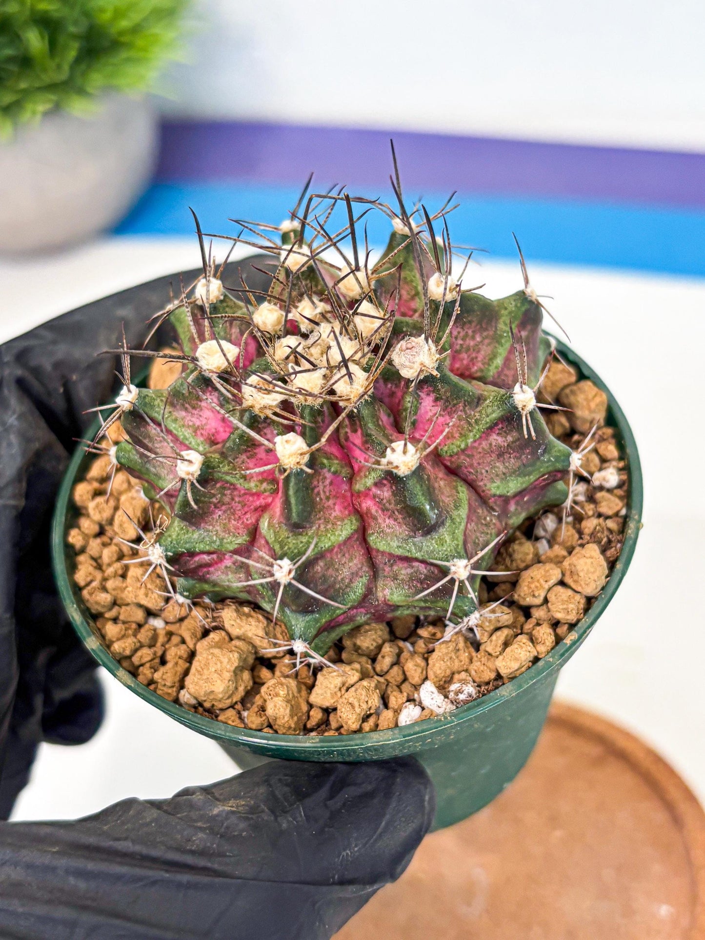 Gymnocalycium T-Rex (gy10) (g7) | Variegated Cactus
