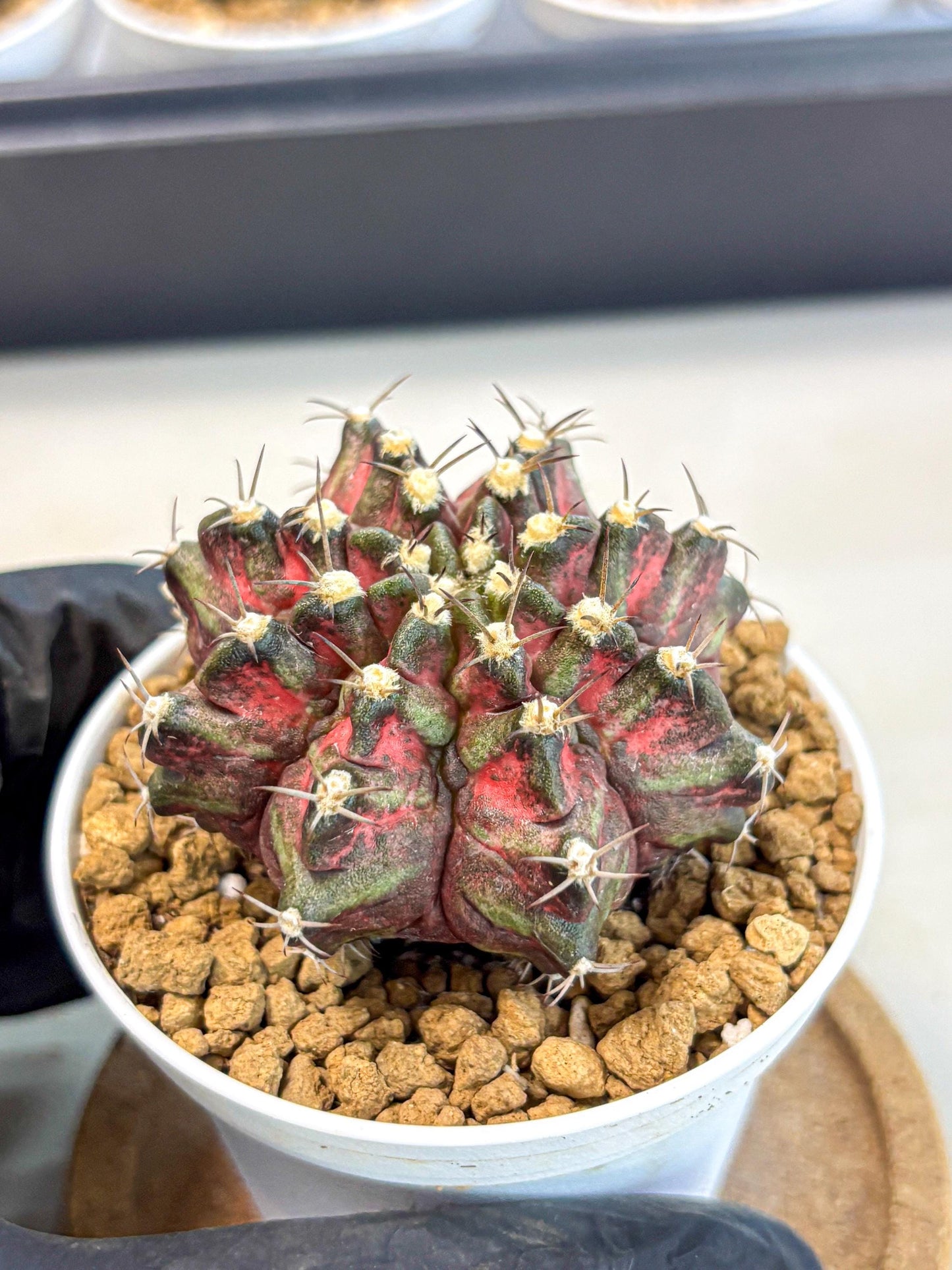 Gymnocalycium T-Rex (gy10) (y1) | Variegated Cactus
