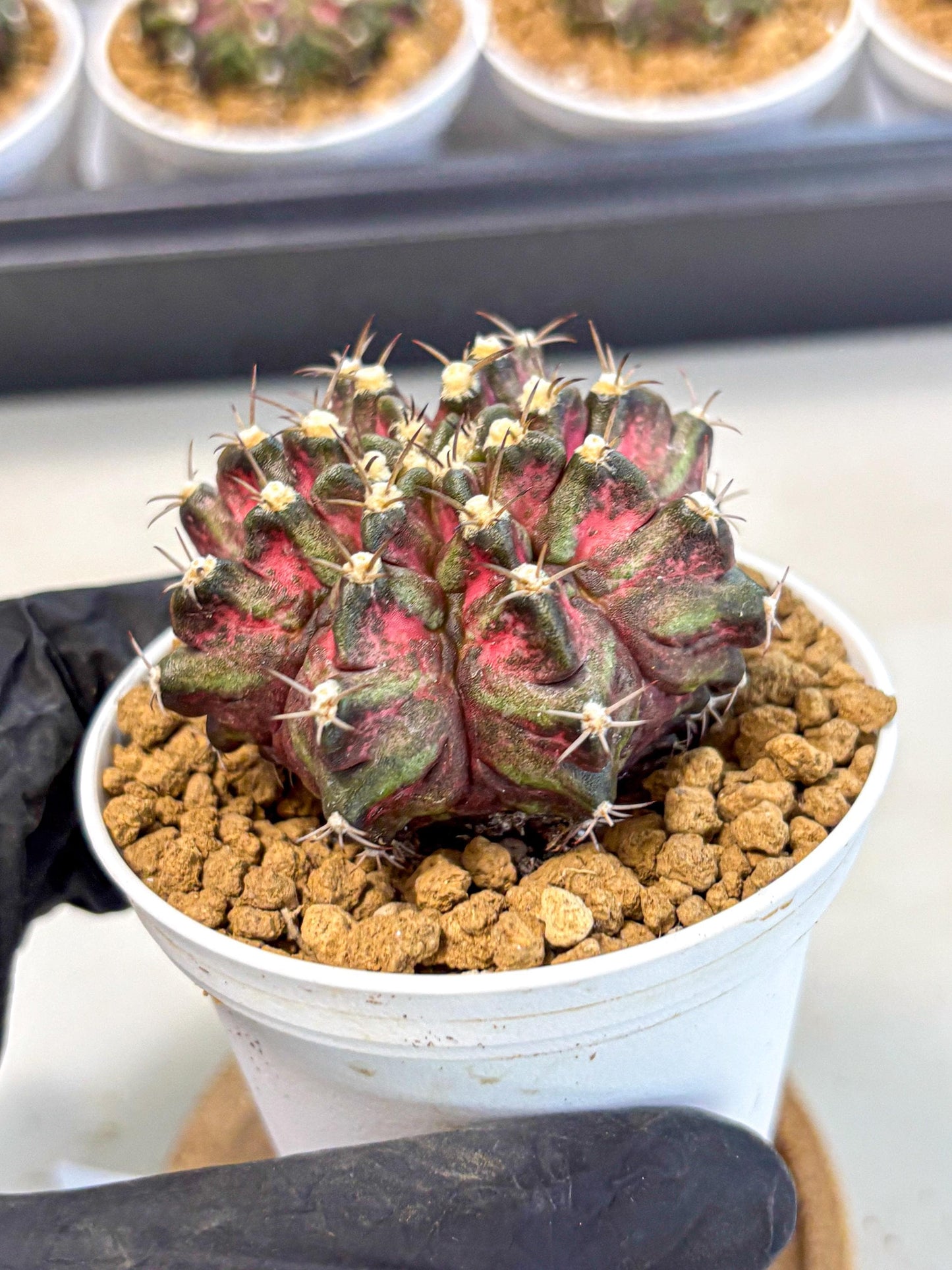 Gymnocalycium T-Rex (gy10) (y1) | Variegated Cactus