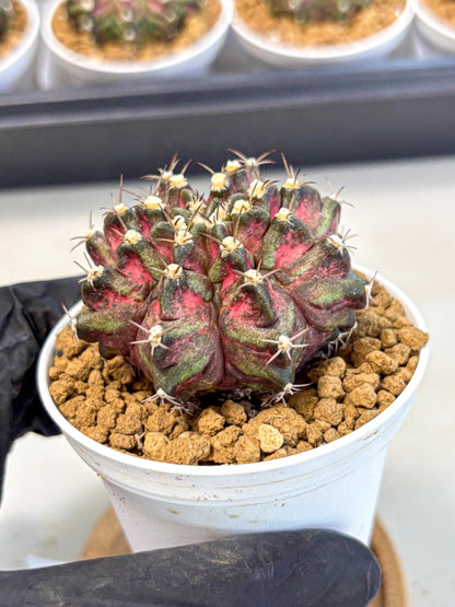 Gymnocalycium T-Rex (gy10) (y1) | Variegated Cactus