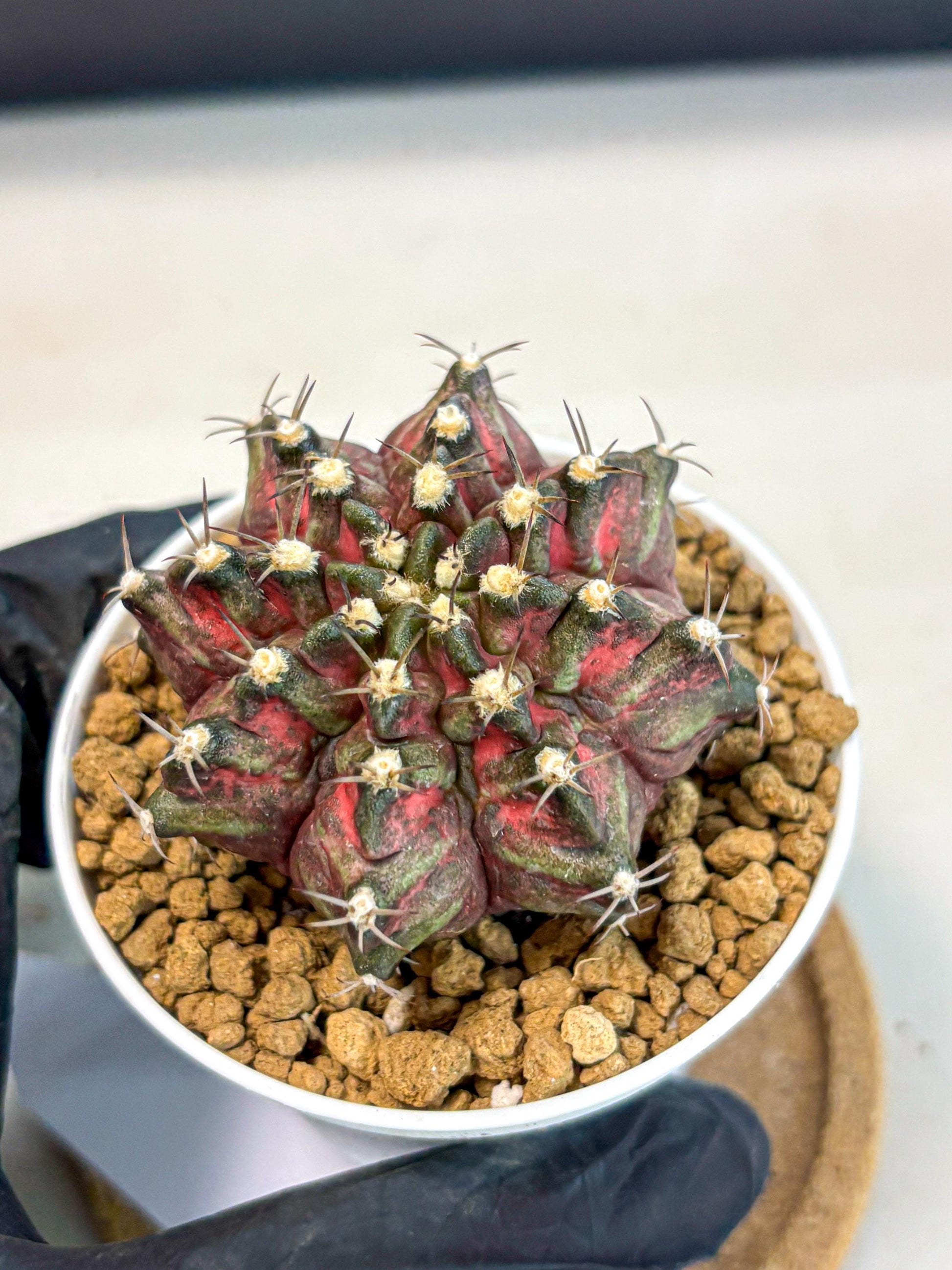 Gymnocalycium T-Rex (gy10) (y1) | Variegated Cactus