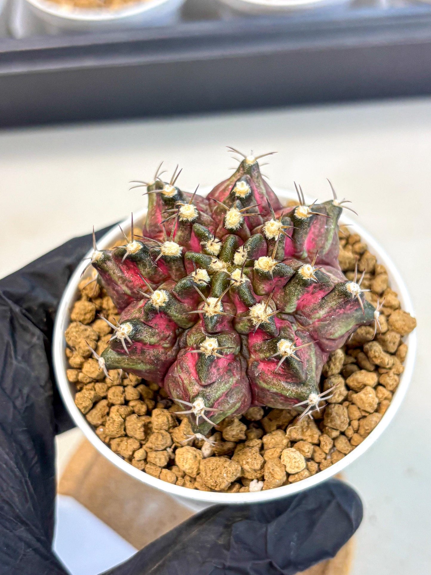 Gymnocalycium T-Rex (gy10) (y1) | Variegated Cactus