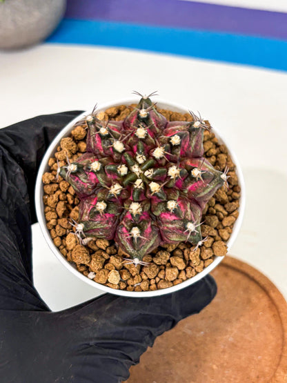 Gymnocalycium T-Rex (gy10) (y1) | Variegated Cactus