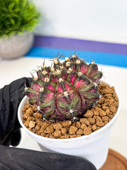 Gymnocalycium T-Rex (gy10) (y1) | Variegated Cactus