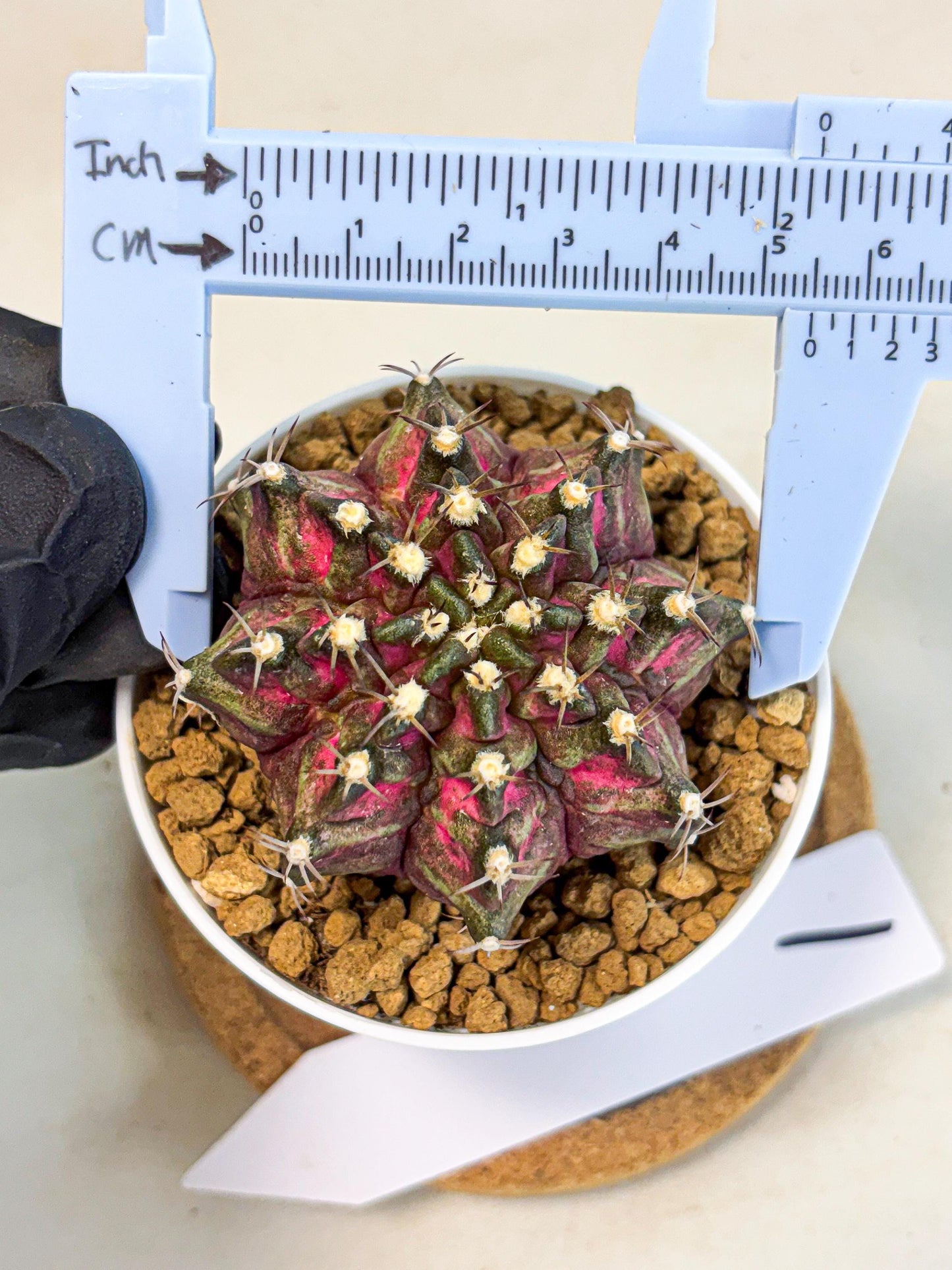 Gymnocalycium T-Rex (gy10) (y1) | Variegated Cactus