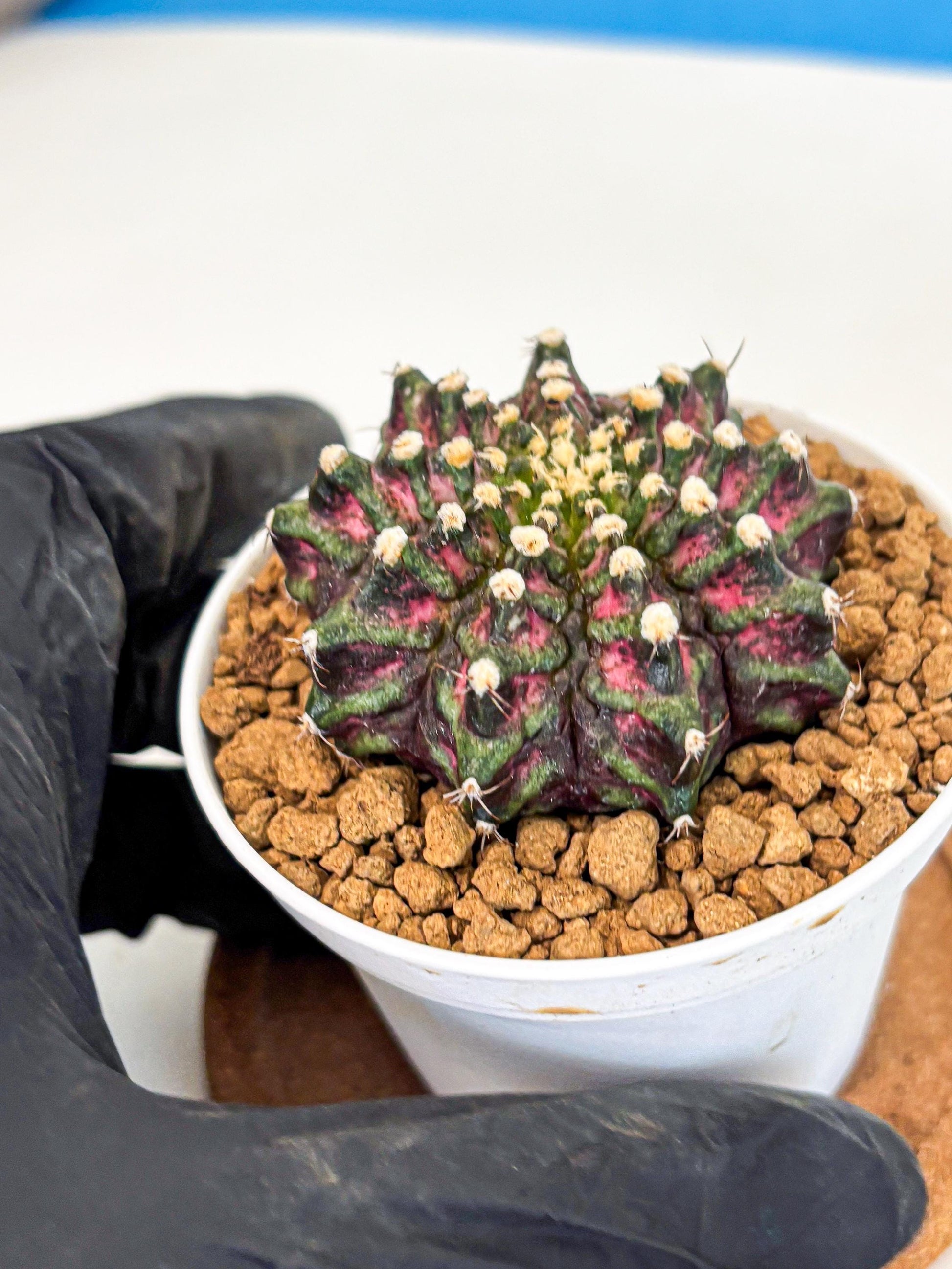 Gymnocalycium T-Rex (gy10) (y2) | Variegated Cactus