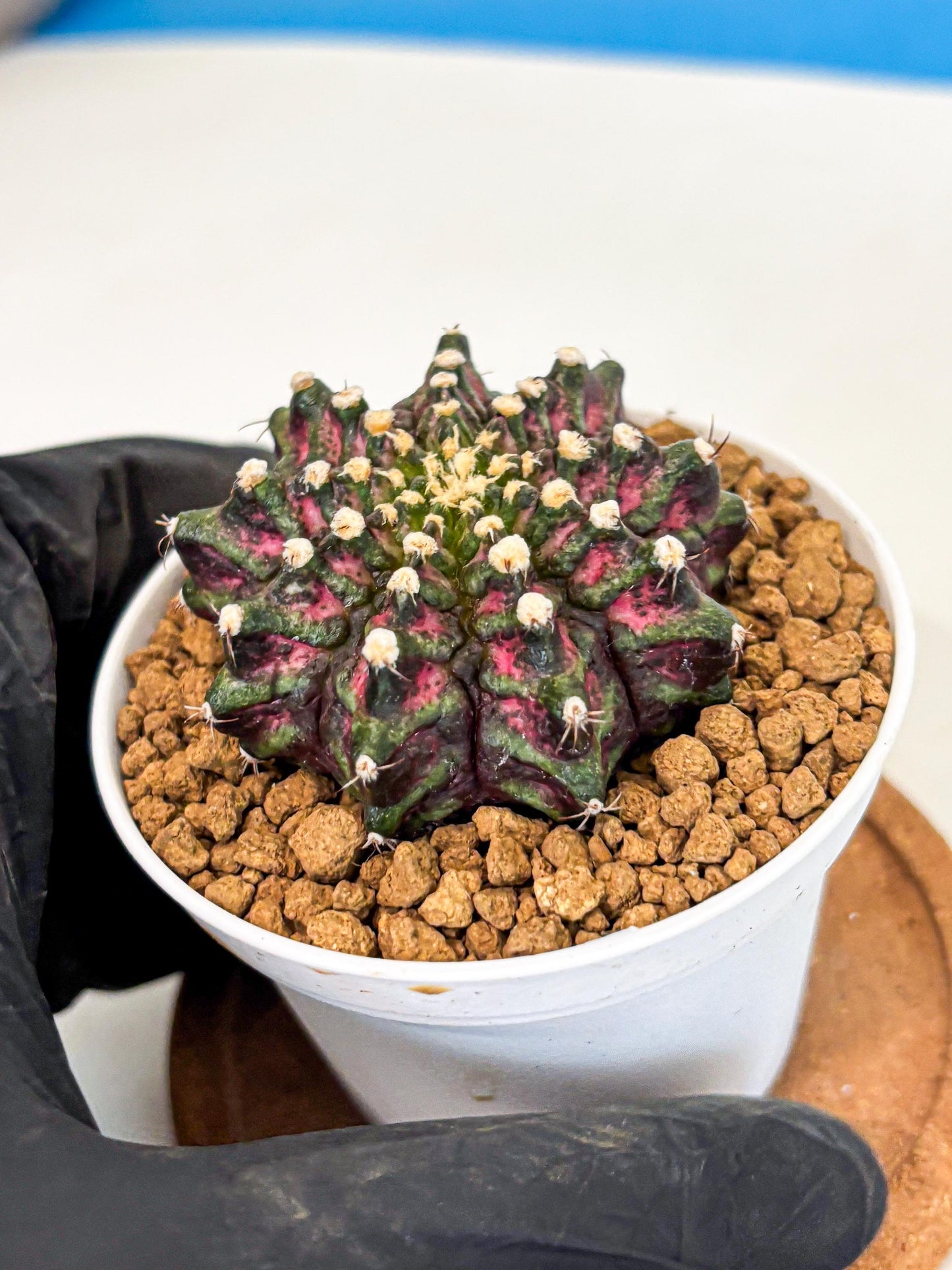 Gymnocalycium T-Rex (gy10) (y2) | Variegated Cactus