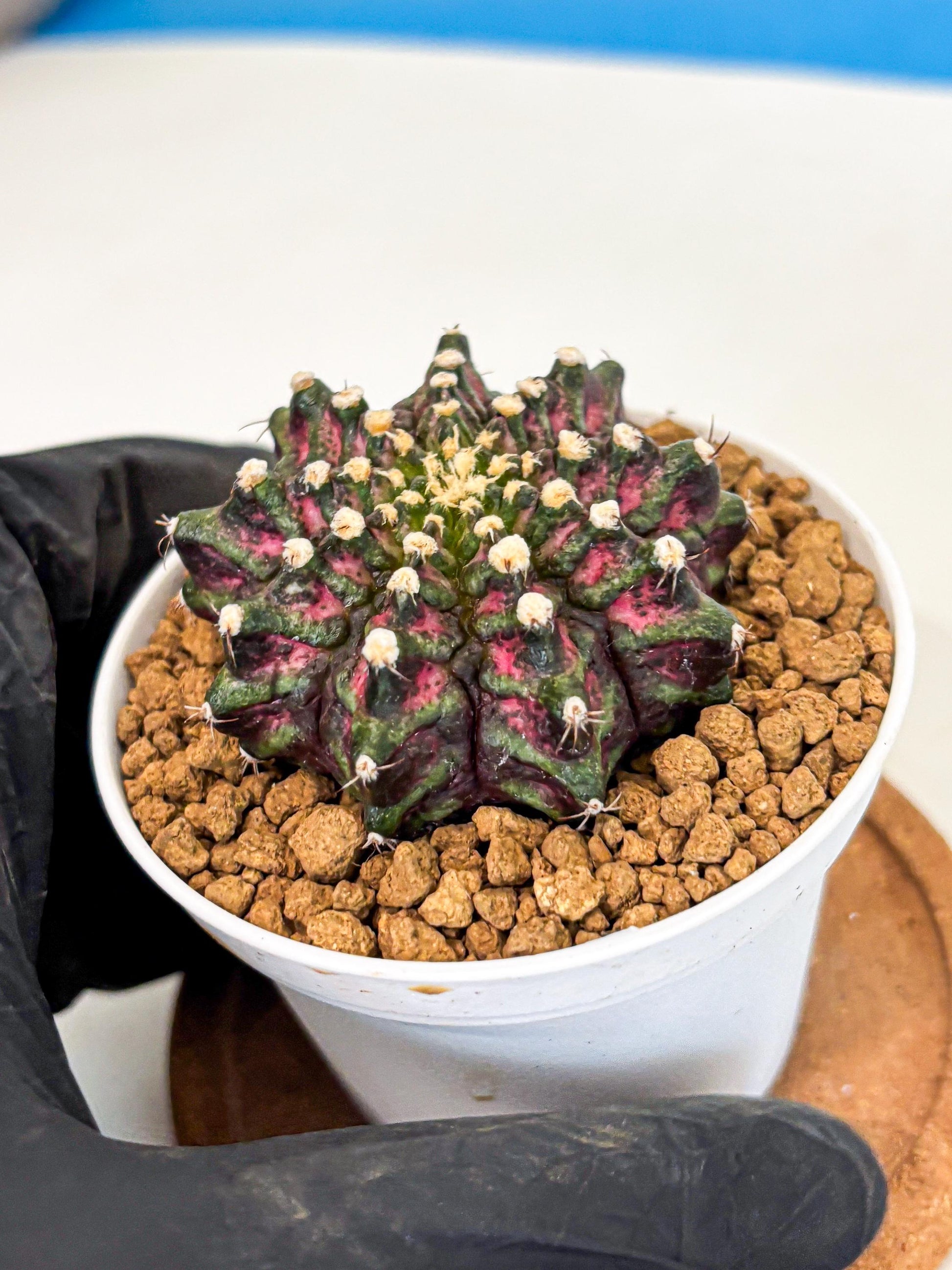 Gymnocalycium T-Rex (gy10) (y2) | Variegated Cactus