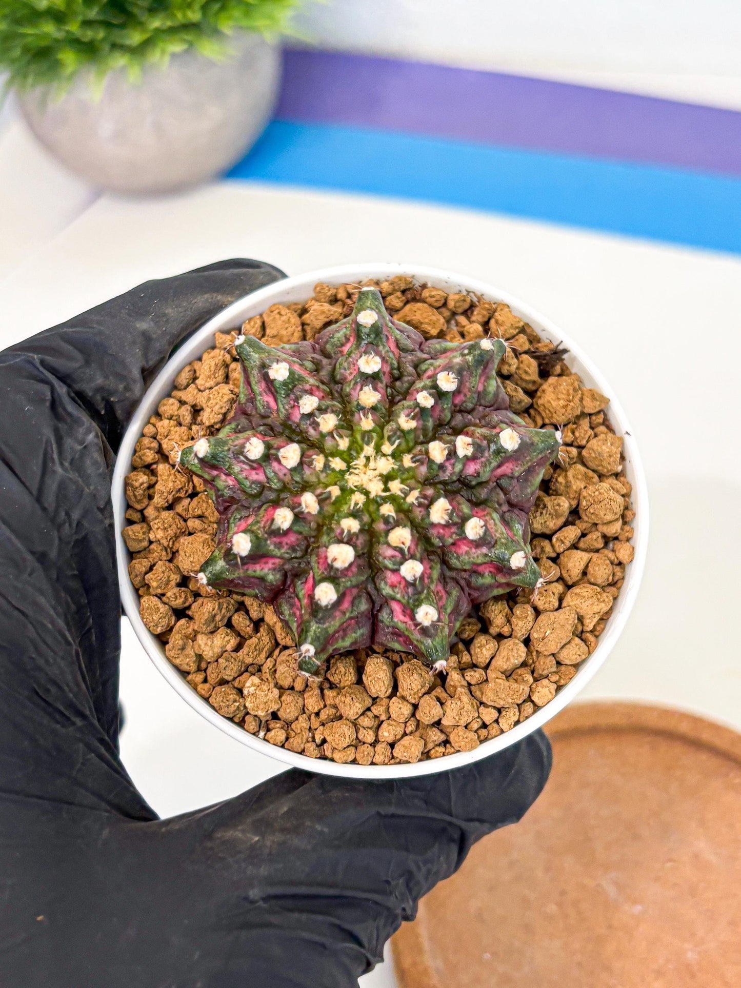 Gymnocalycium T-Rex (gy10) (y2) | Variegated Cactus