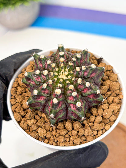 Gymnocalycium T-Rex (gy10) (y2) | Variegated Cactus