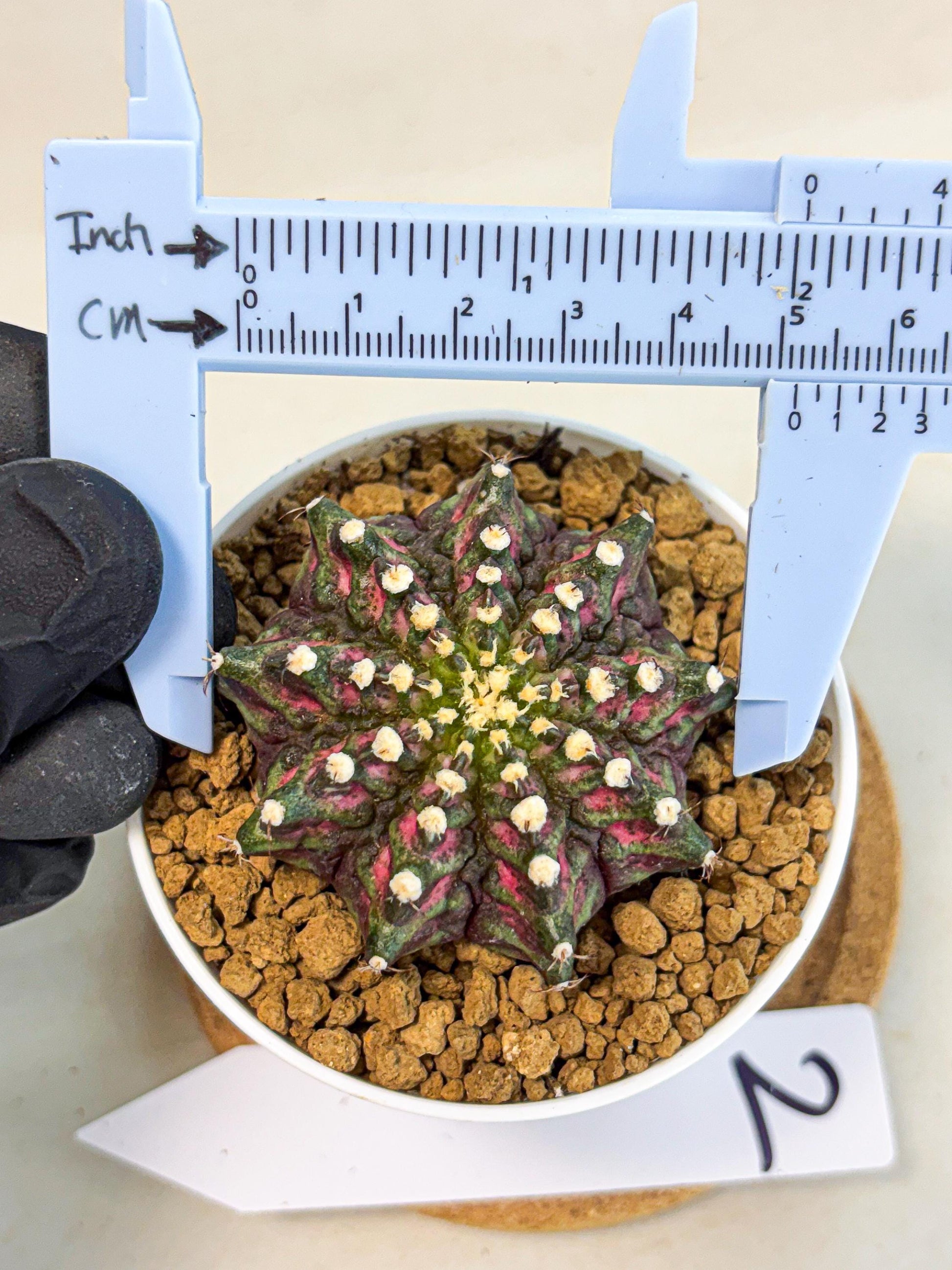 Gymnocalycium T-Rex (gy10) (y2) | Variegated Cactus