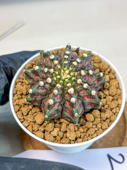 Gymnocalycium T-Rex (gy10) (y2) | Variegated Cactus