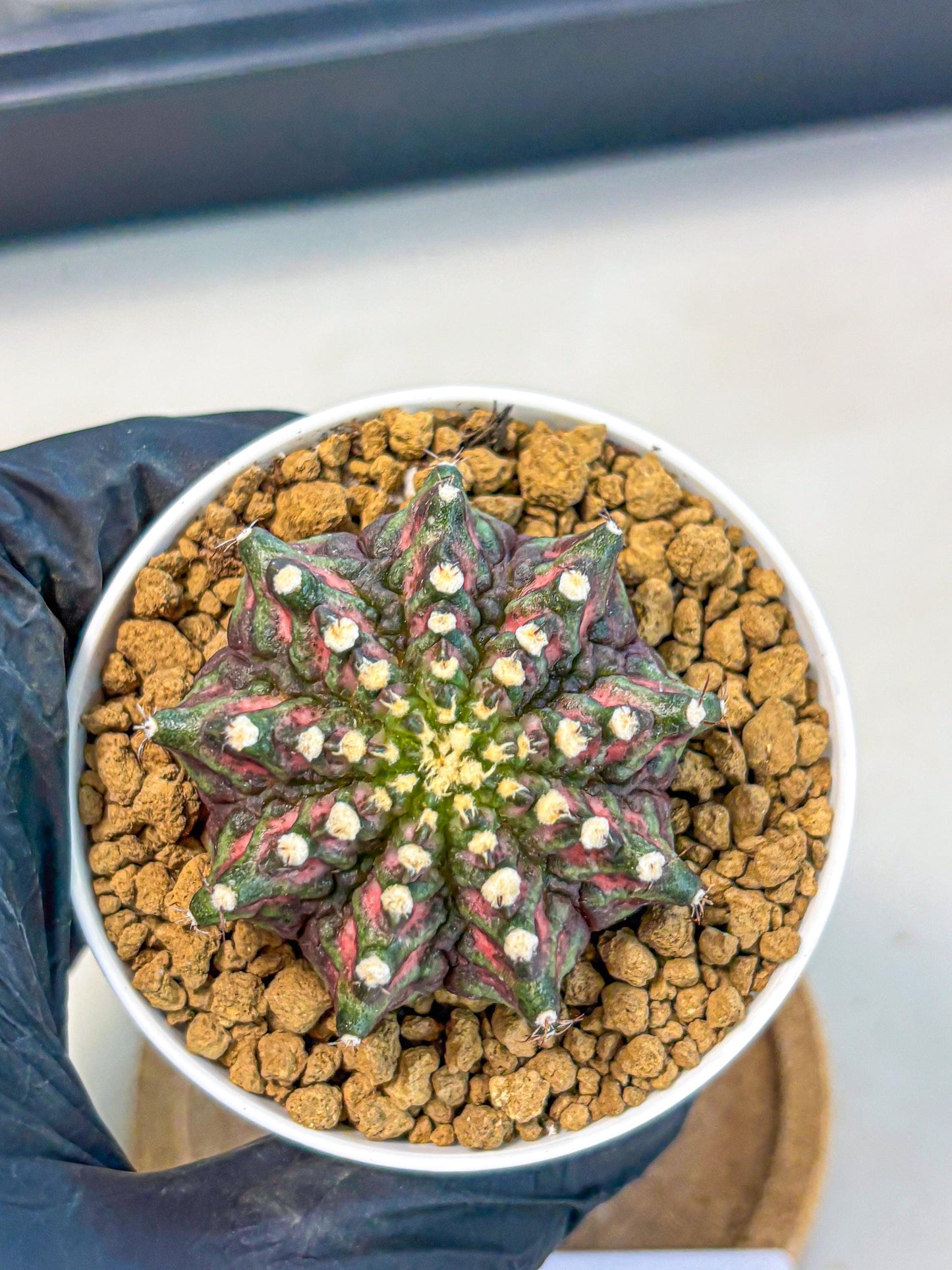 Gymnocalycium T-Rex (gy10) (y2) | Variegated Cactus