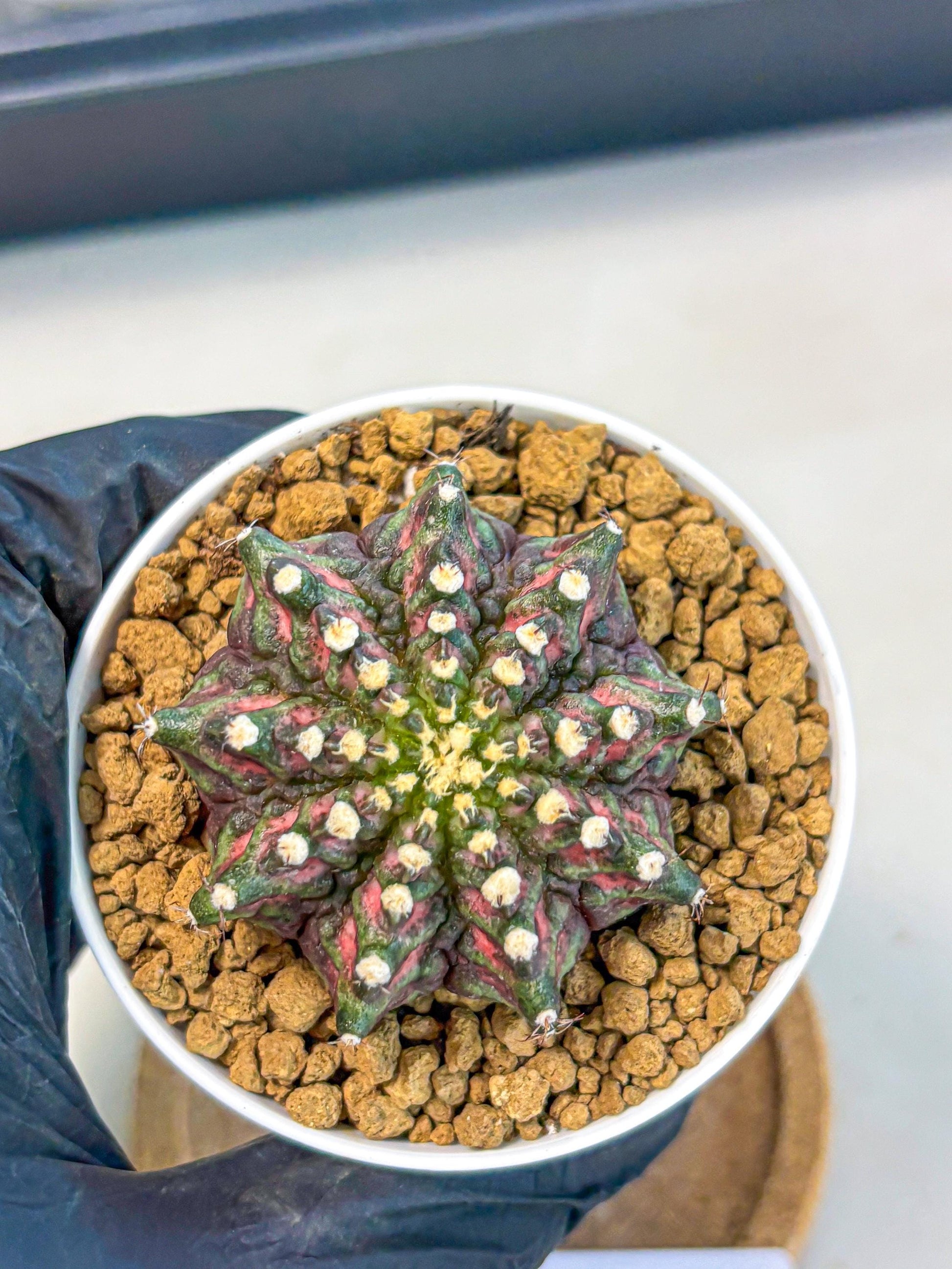 Gymnocalycium T-Rex (gy10) (y2) | Variegated Cactus