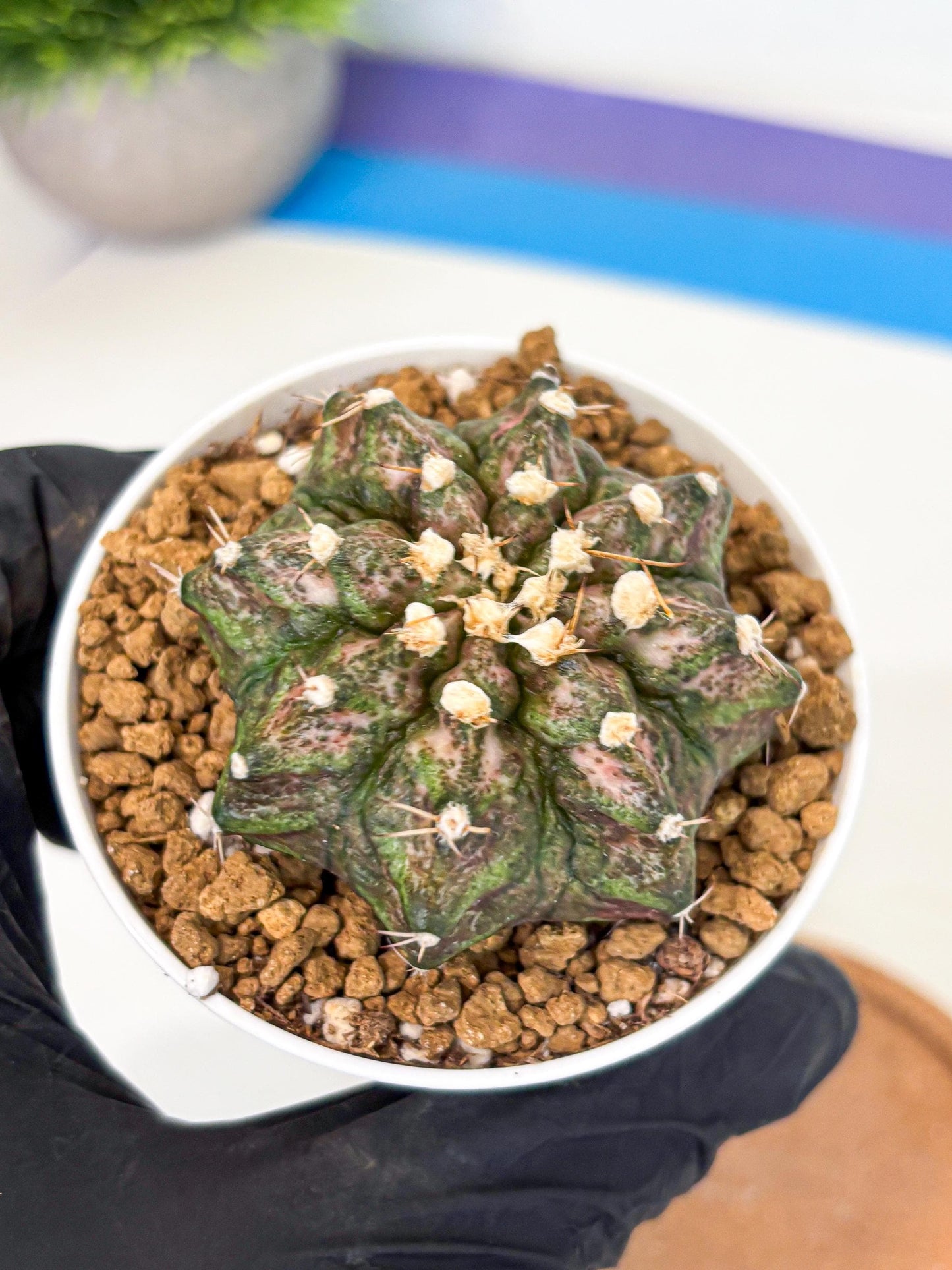 Gymnocalycium T-Rex (gy10) (y3) | Variegated Cactus