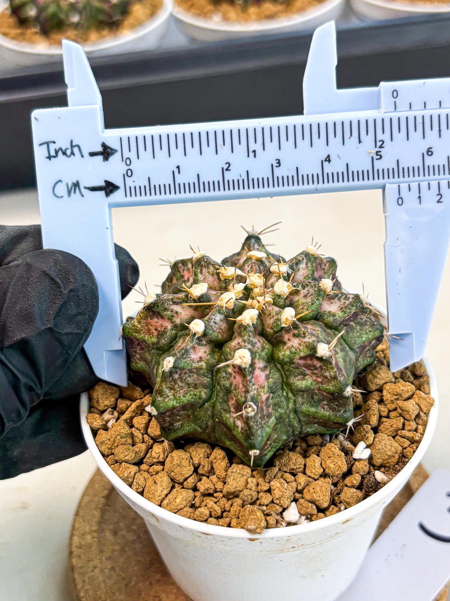 Gymnocalycium T-Rex (gy10) (y3) | Variegated Cactus