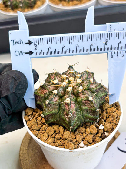 Gymnocalycium T-Rex (gy10) (y3) | Variegated Cactus