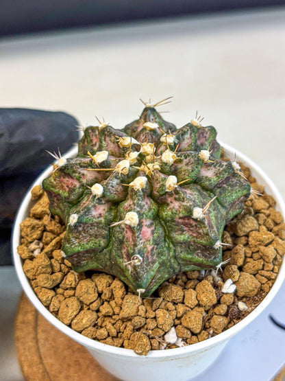 Gymnocalycium T-Rex (gy10) (y3) | Variegated Cactus