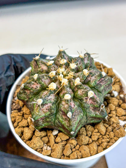 Gymnocalycium T-Rex (gy10) (y3) | Variegated Cactus