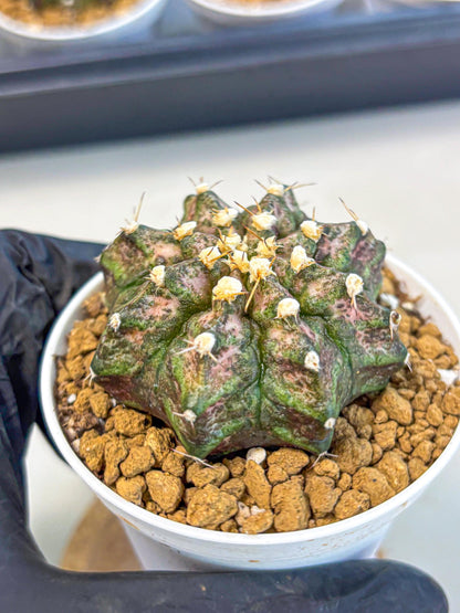 Gymnocalycium T-Rex (gy10) (y3) | Variegated Cactus