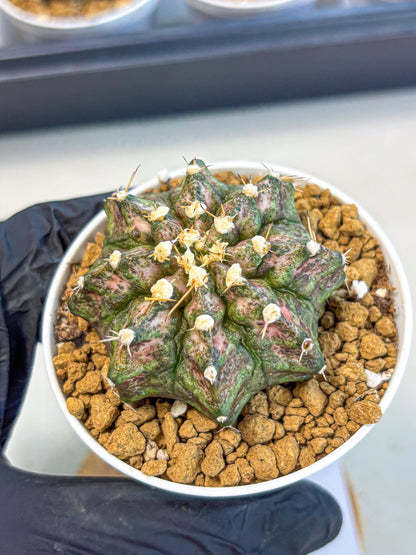 Gymnocalycium T-Rex (gy10) (y3) | Variegated Cactus