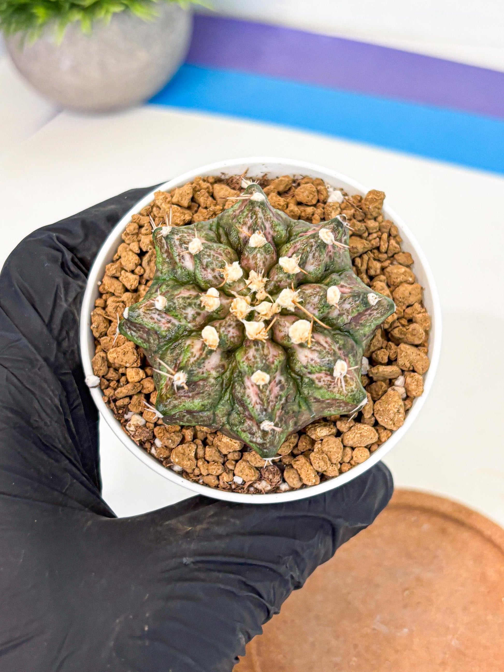 Gymnocalycium T-Rex (gy10) (y3) | Variegated Cactus