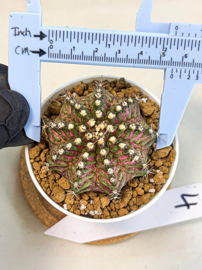 Gymnocalycium T-Rex (gy10) (y4) | Variegated Cactus