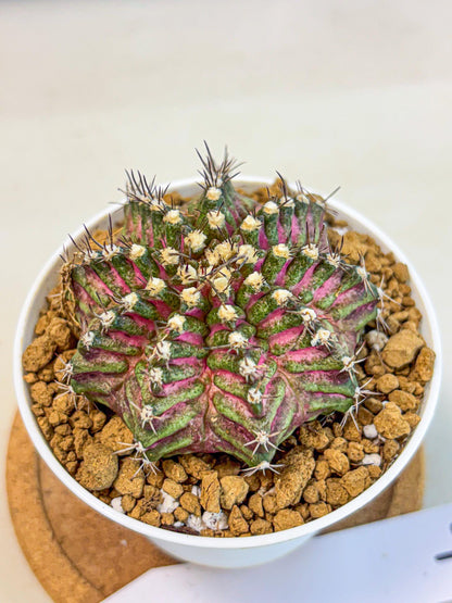 Gymnocalycium T-Rex (gy10) (y4) | Variegated Cactus