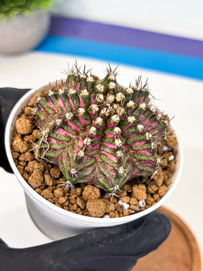 Gymnocalycium T-Rex (gy10) (y4) | Variegated Cactus