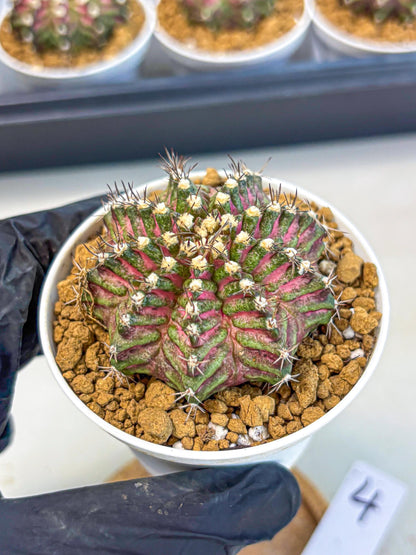 Gymnocalycium T-Rex (gy10) (y4) | Variegated Cactus