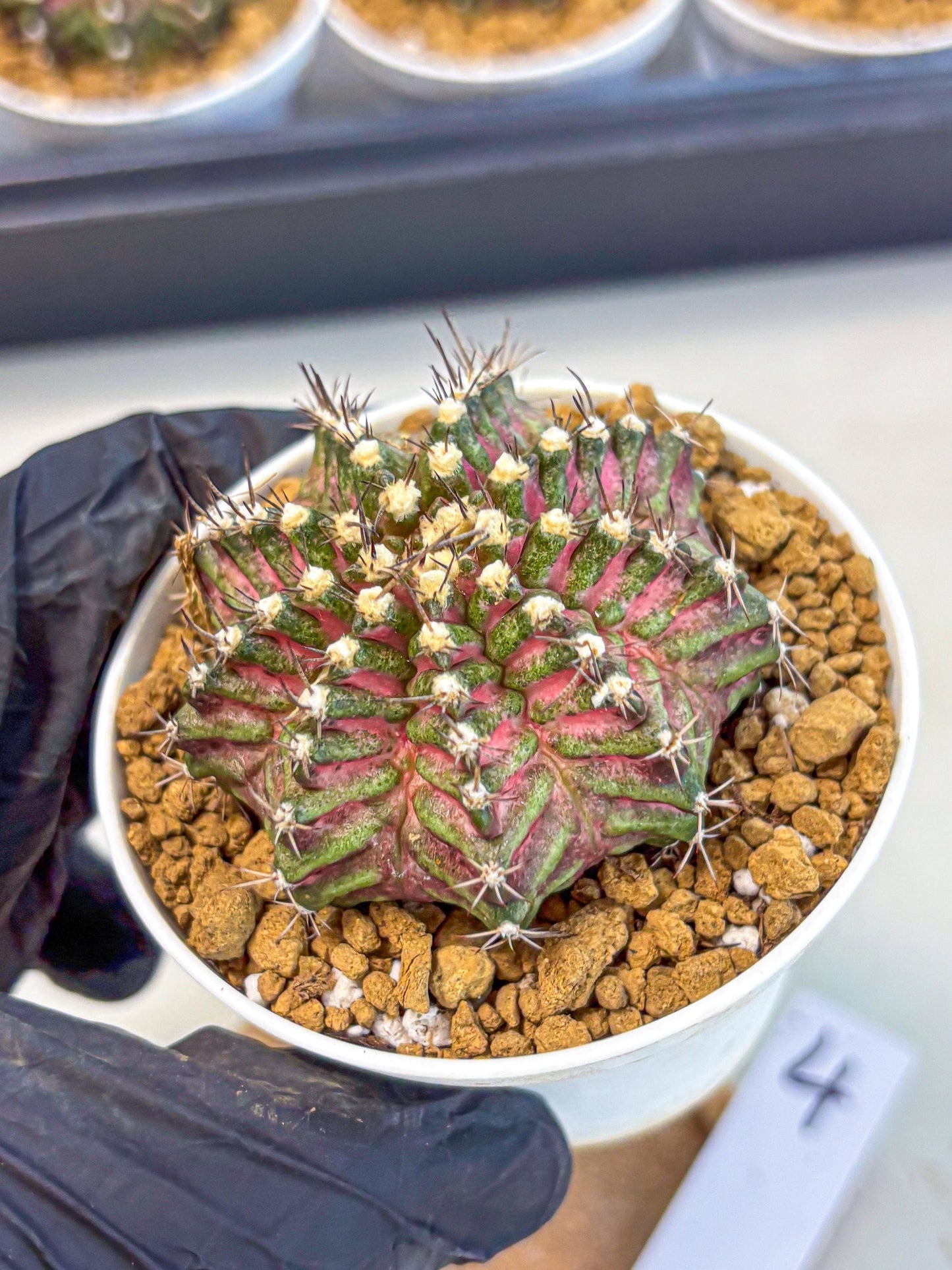 Gymnocalycium T-Rex (gy10) (y4) | Variegated Cactus