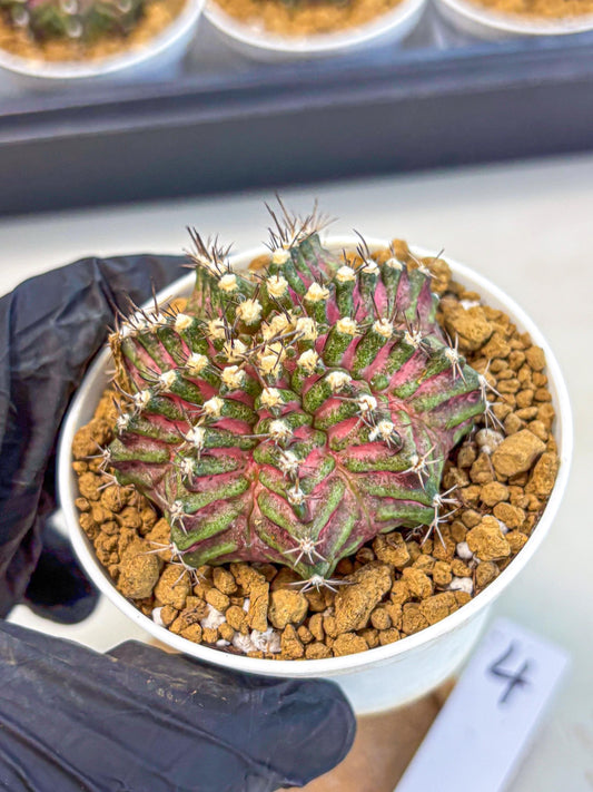 Gymnocalycium T-Rex (gy10) (y4) | Variegated Cactus