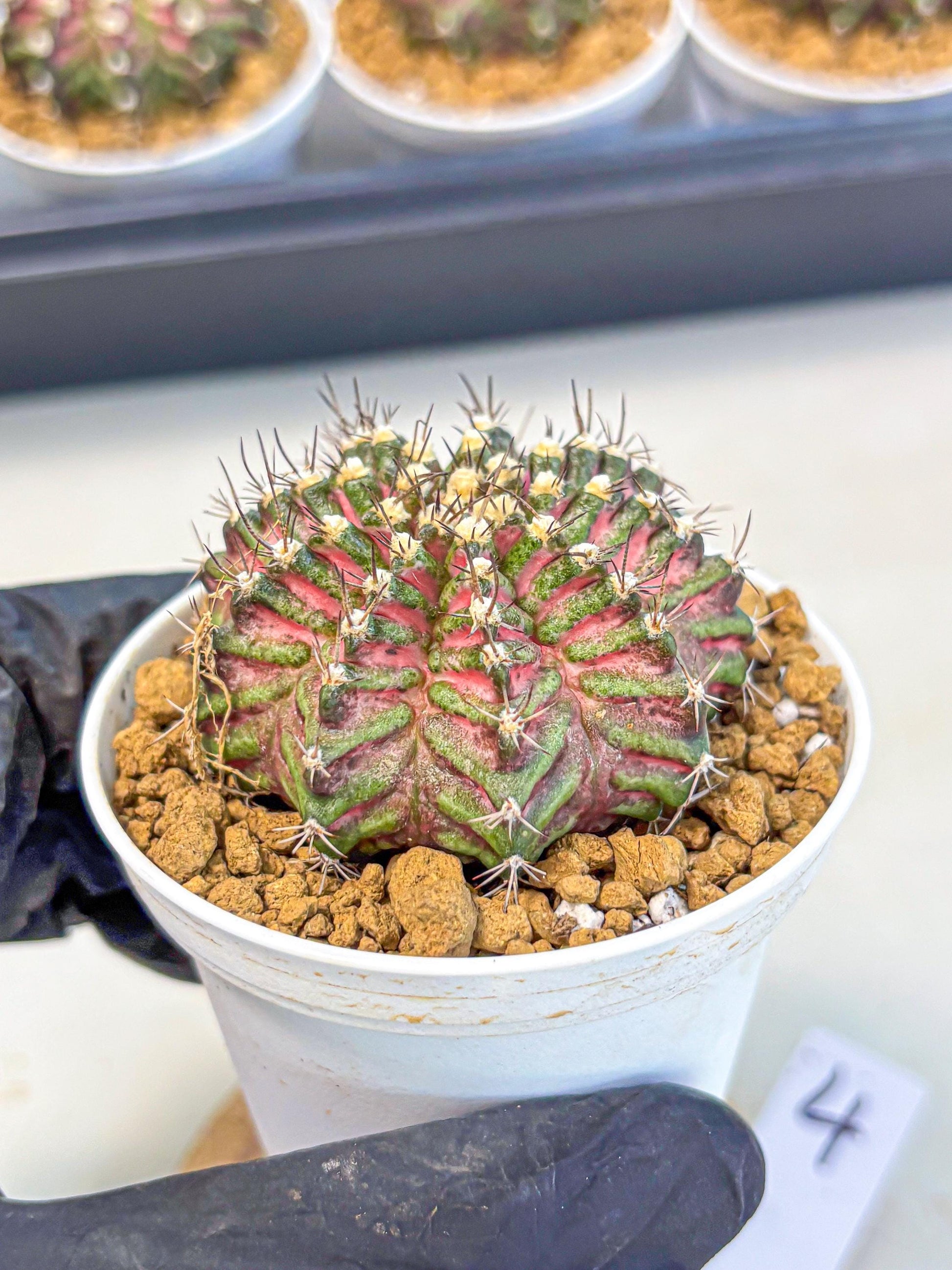 Gymnocalycium T-Rex (gy10) (y4) | Variegated Cactus