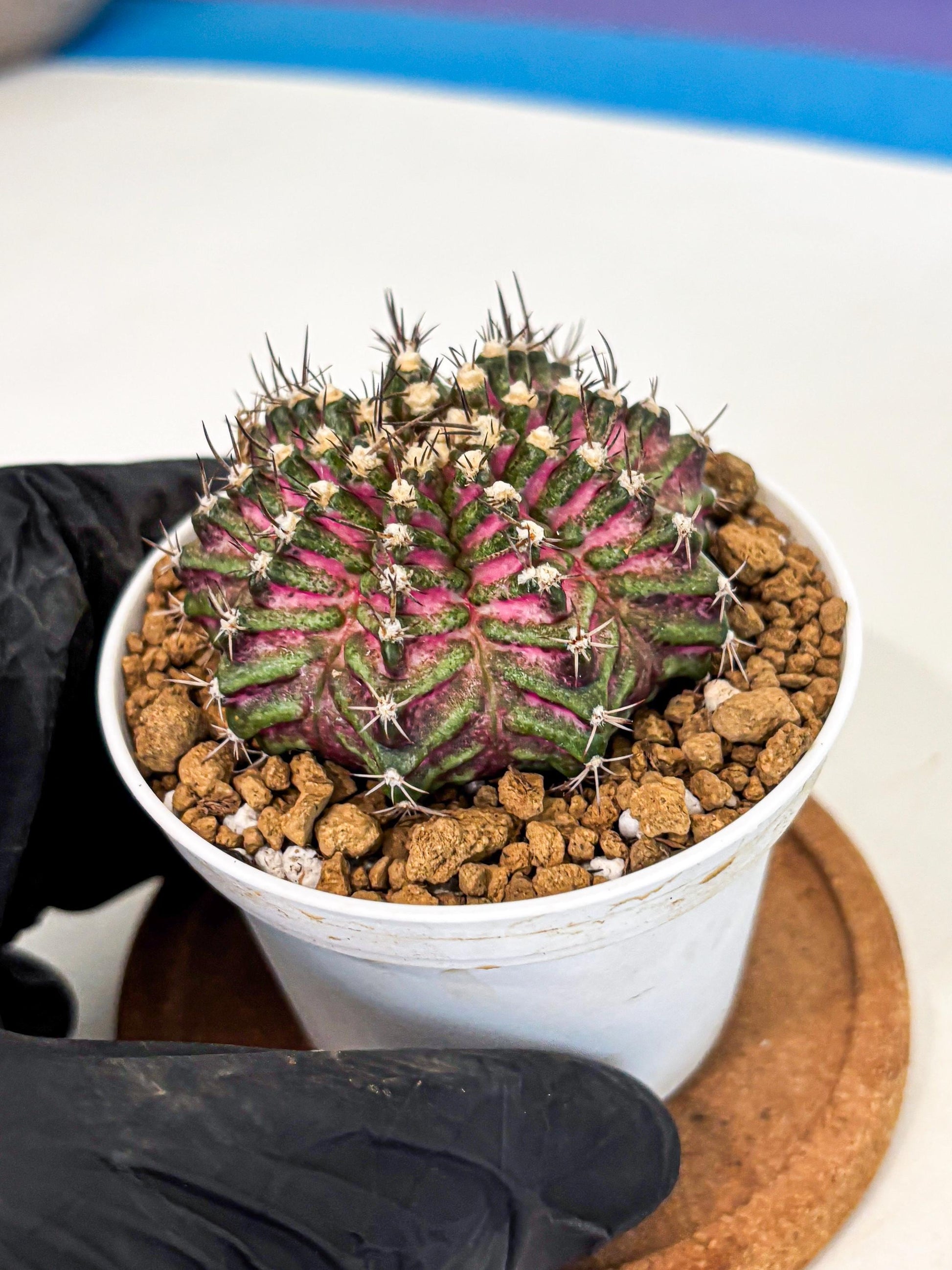 Gymnocalycium T-Rex (gy10) (y4) | Variegated Cactus