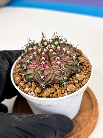 Gymnocalycium T-Rex (gy10) (y4) | Variegated Cactus