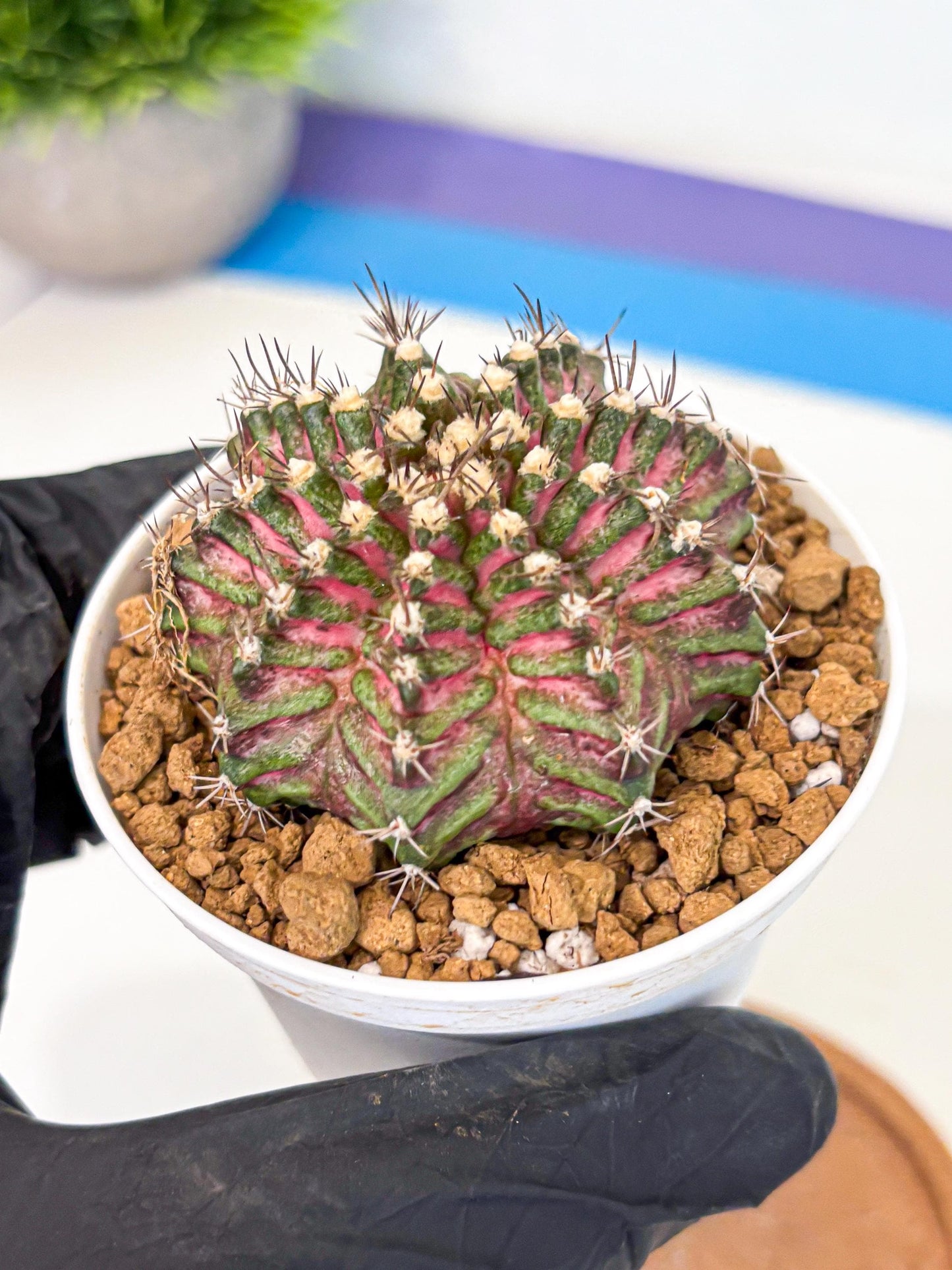 Gymnocalycium T-Rex (gy10) (y4) | Variegated Cactus