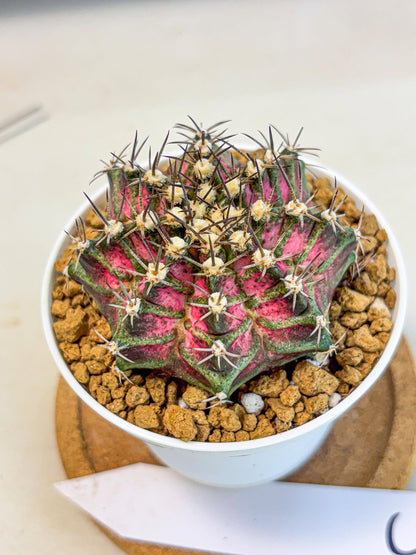 Gymnocalycium T-Rex (gy10) (y5) | Variegated Cactus