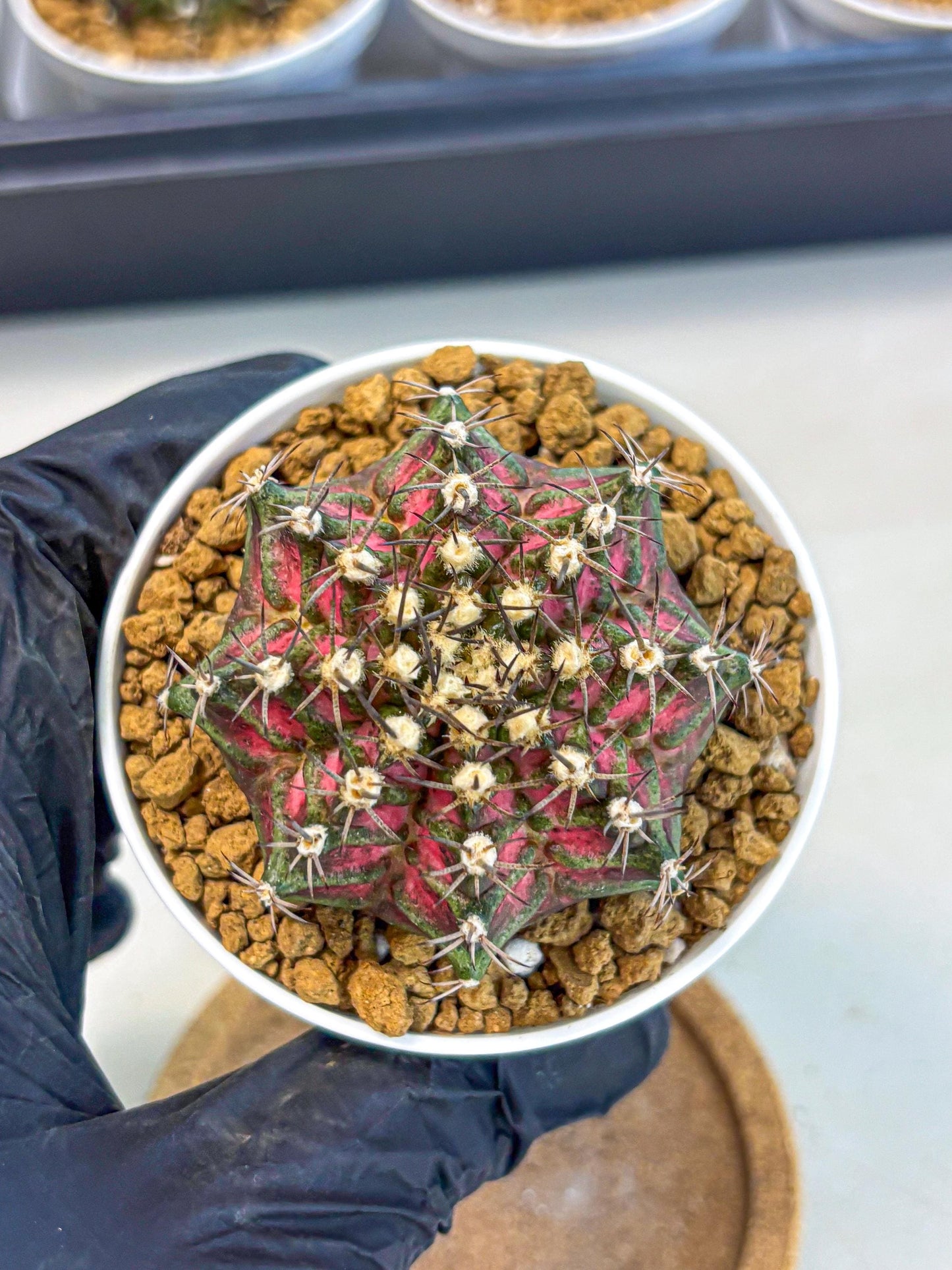 Gymnocalycium T-Rex (gy10) (y5) | Variegated Cactus