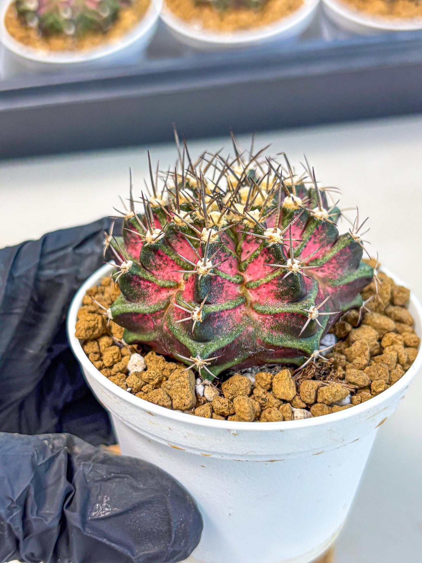 Gymnocalycium T-Rex (gy10) (y5) | Variegated Cactus