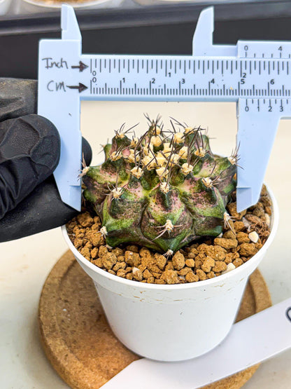Gymnocalycium T-Rex (gy10) (y6) | Variegated Cactus