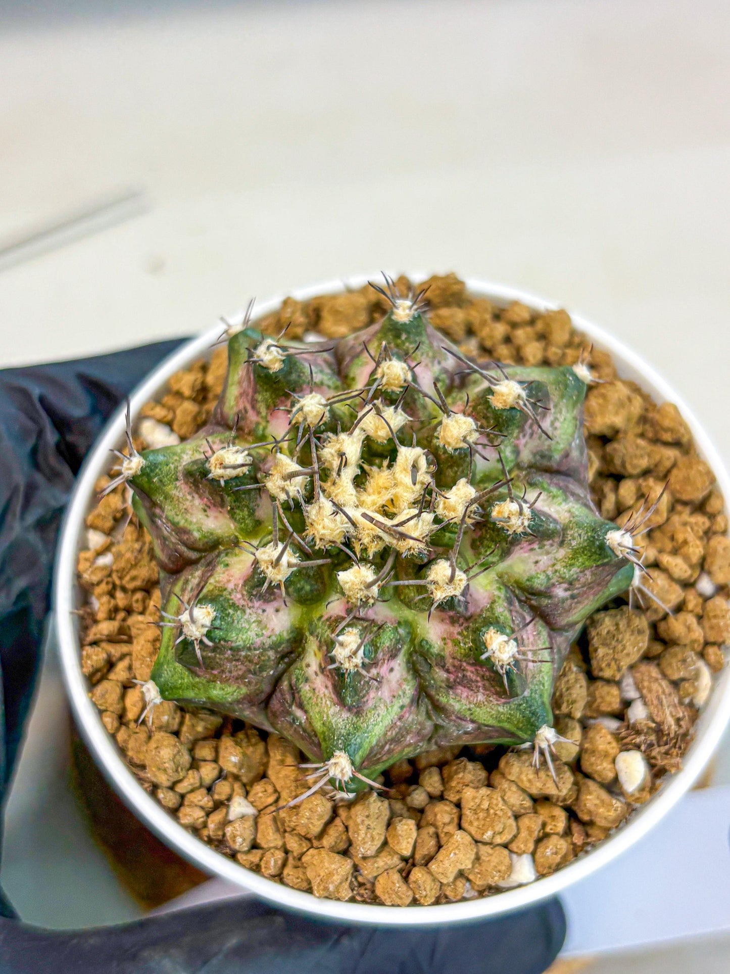 Gymnocalycium T-Rex (gy10) (y6) | Variegated Cactus
