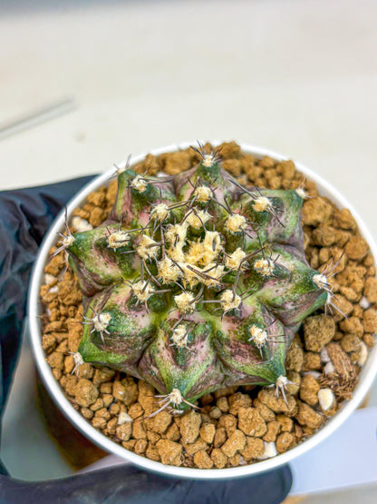 Gymnocalycium T-Rex (gy10) (y6) | Variegated Cactus