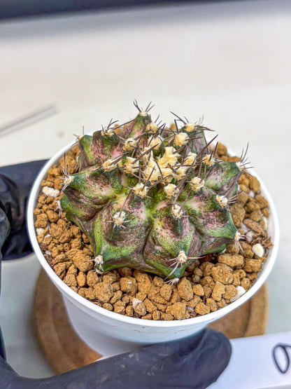 Gymnocalycium T-Rex (gy10) (y6) | Variegated Cactus